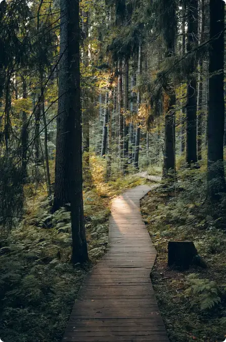 A walking trail in a forest