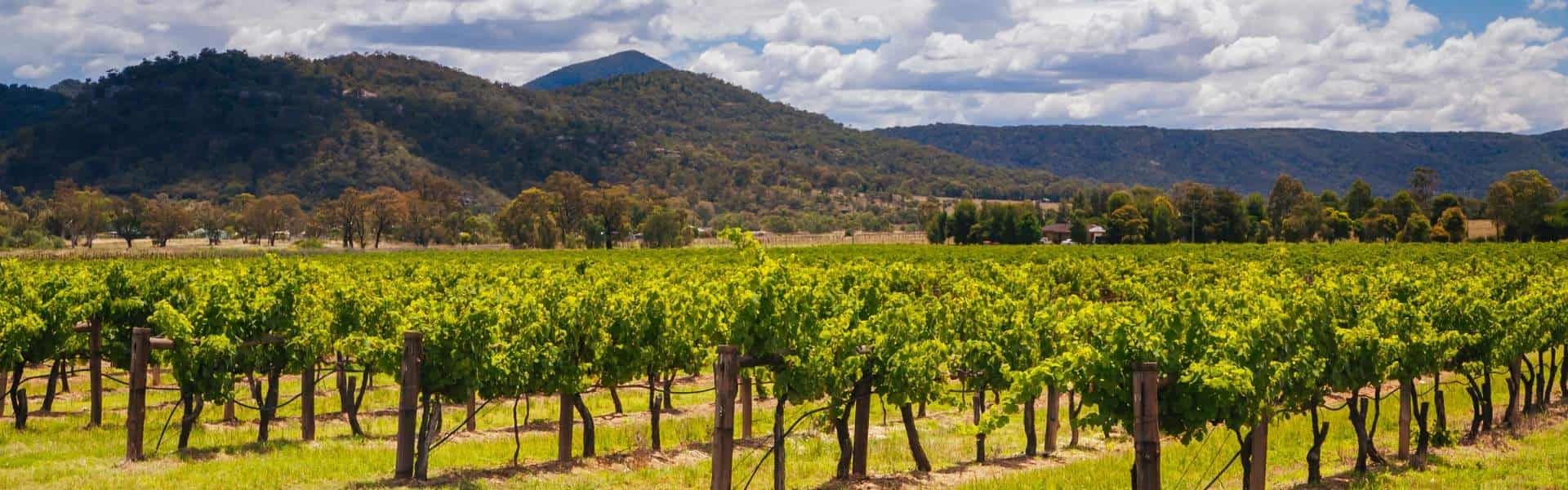 South Australia Wine Trail