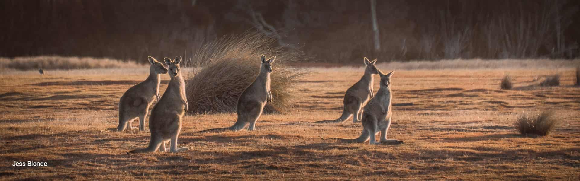 Best of Australia Sydney to Cairns - 15 Day Boutique Tour