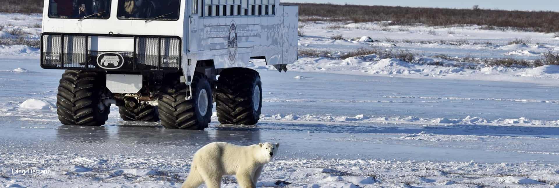 6 Day Classic Churchill Polar Adventure