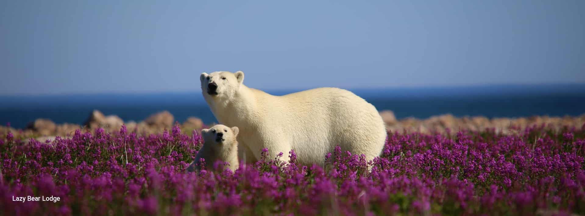 Journey to Fireweed Island